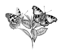 Two Butterflies On Flower. Beautiful Insects In Garden On Plant Leaves. Realistic Hand-drawn Vector, Engraving Sketch.