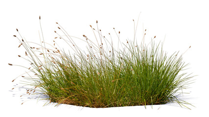 Bush of blooming ornamental grass isolated on white background