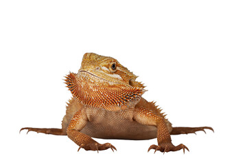 Aufkleber - Young adult orange Bearded Dragon aka Pogona Vitticeps, standing facing front with head turned to the side. Isolated cutout on transparent background.