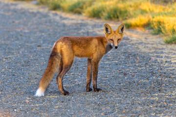 young red fox - a cute young red fox standing at middle of a hiking trail on a bright autumn evening