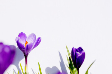 Wall Mural - Beautiful wild crocus flowers on green grass on the sunny spring day.