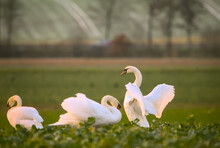 Beautiful White Swans In A Green Field In Winter