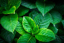 Floral Background. Green Texture Hydrangea Leaves Close Up