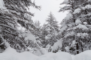 Wall Mural - Beautiful winter forest landscape. There is a lot of fresh clean snow on the ground and on the branches of larch trees in a wooded area. Snow-covered trees in the forest thicket. Cold snowy weather.