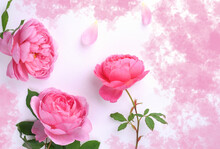 白背景にピンクの薔薇の花、ピンクのバラの花びら
