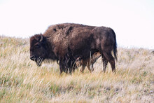 Bison Calf Makes Eye Contact While Feeding From Mother.