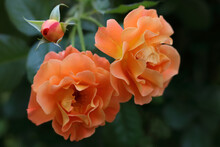 Flower Of Orange Rose In The Summer Garden. Red Garden Rose On A Bush In A Summer Flowerbed. Flower Bush. Fresh  Orange Rose On Natural Background. Valentine's Day. Postcard.