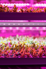 Wall Mural - Seedlings of chard growing in hothouse under purple LED light. Hydroponics indoor vegetable plant factory. Greenhouse with agricultural cultures and led lighting equipment. Green salad farm concept. 