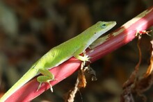 Green Tropical Anole Lizard On A Red Plant Branch In Florida Wild, Closeup