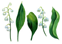 Watercolor Set Lily Of The Valley, White Flowers And Green Leaves Isolated. Botany Illustration Of First Spring Flower In Natural Style. Design For Covers, Packaging, Fabric, Season Offer.