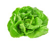 © PotaeRin - Green butterhead lettuce isolated on transparent background. PNG
