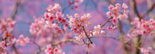Closeup Of Wild Himalayan Cherry Flower At Park