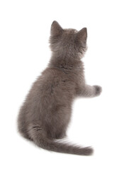 Wall Mural - Gray kitten is playing isolated on a white background.