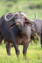 Wall Mural - Herd of African Buffalo in the long green grass