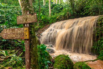 Wall Mural - waterfall with rain water in the rain forest