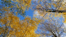 Autumn Sky With Clouds Over Tall Trees With Yellow Leaves