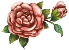 Rose Pink Vintage Illustration