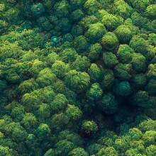 Texture Of Green Tree Dots Seen From Orbit Chaotic 