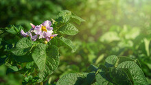 Blooming Flower On Potato Bush On Agricultural Field.
