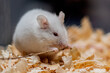 A small white mouse gnaws a branch. Close-up.