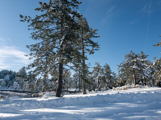 Snow covered pine trees on the background of mountain peaks. Panoramic view of the winter.