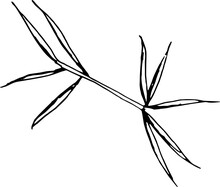 Illustration Of A Pine Needles