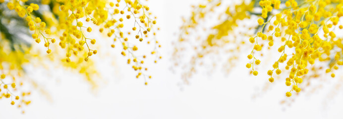 Wall Mural - Flowers spring composition. Frame made of mimosa flowers on white background. Easter, Women's day concept. banner