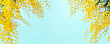 Flowers Spring Composition. Frame Made Of Mimosa Flowers On Blue Background. Easter, Women's Day Concept. Banner