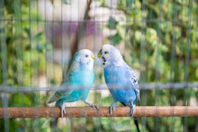 Blue Wavy Parrot Birds Couple Together Inside Cage