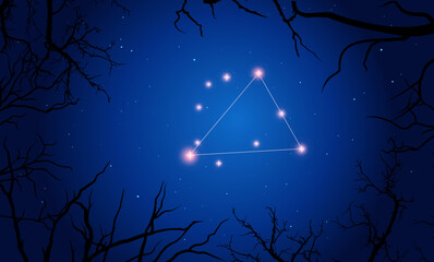 Wall Mural - vector illustration triangulum australe constellation. tree branches, dark blue starry sky