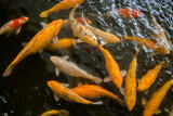 Fototapeta Do akwarium - goldfish in the pond