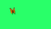 Animation Orange Butterfly Flying Isolate On Green Screen.
