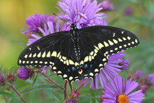 Eatern Black Swallowtail Butterfly Male (papilio Polyxenes) On New England Aster (Symphyotrichum Novae-angliae)