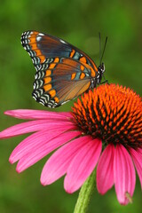 Poster - Red spotted purple butterfly (limenitis arthemis) on purple coneflower flower echinacea