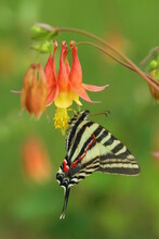 Zebra Swallowtail Butterfly (eurytides Marcellus) On Eastern Columbine Flower (Aquilegia Canadensis)