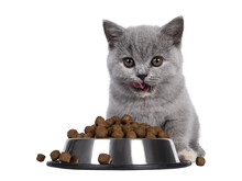 Cute Blue British Shorthair Cat Kitten Sitting Behind Aluminium Food Bowl Filled With Dry Food Kibbles. Looking Straight To Camera, Mouth Open And Licking Mouth.  Isolated Cutout On Transparent Backgr