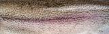 Fototapeta  - Panoramic background with rainbow trout body texture. Natural animal texture.