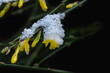 Gelbe Blüten Januar, Winter-Jasmin (Jasminum nudiflorum)