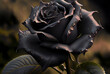 Generative AI: beautiful fantasy vintage wallpaper botanical flower black rose