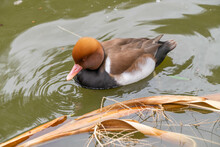 Red Crested Pochard Swims In The Lake On A Sunny Day