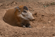 Red River Hog In Captivity Gets A Close Up On A Sunny Day
