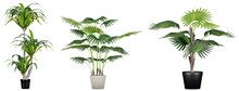 Plants In Pots Isolated On Transparent Or White Background
