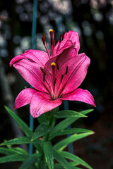 Lilies (Lilium) are a genus of plants in the lily family (Liliaceae). 