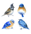 Bird set watercolor illustration. Realistic garden and forest birds collection element. Beautiful avian set on white background. watercolor bird set of isolated illustration on a white background,