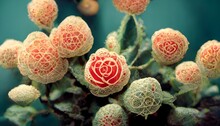 Single Red Rose Apollonian Gasket Pattern Ernst Haeckel Poster 