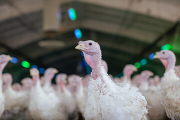 Wall Mural - turkey farm. turkey close-up. turkey rearing concept