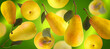 Randomly falling pears. Pears on a green background in different positions