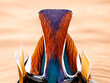 kolorowy ptak mandarynka tęcza głowa