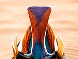 Fototapeta Tęcza - kolorowy ptak mandarynka tęcza głowa