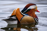 Fototapeta Tęcza - kolorowa kaczka na wodzie mandarynka tęcza